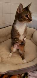 cat with twisted legs