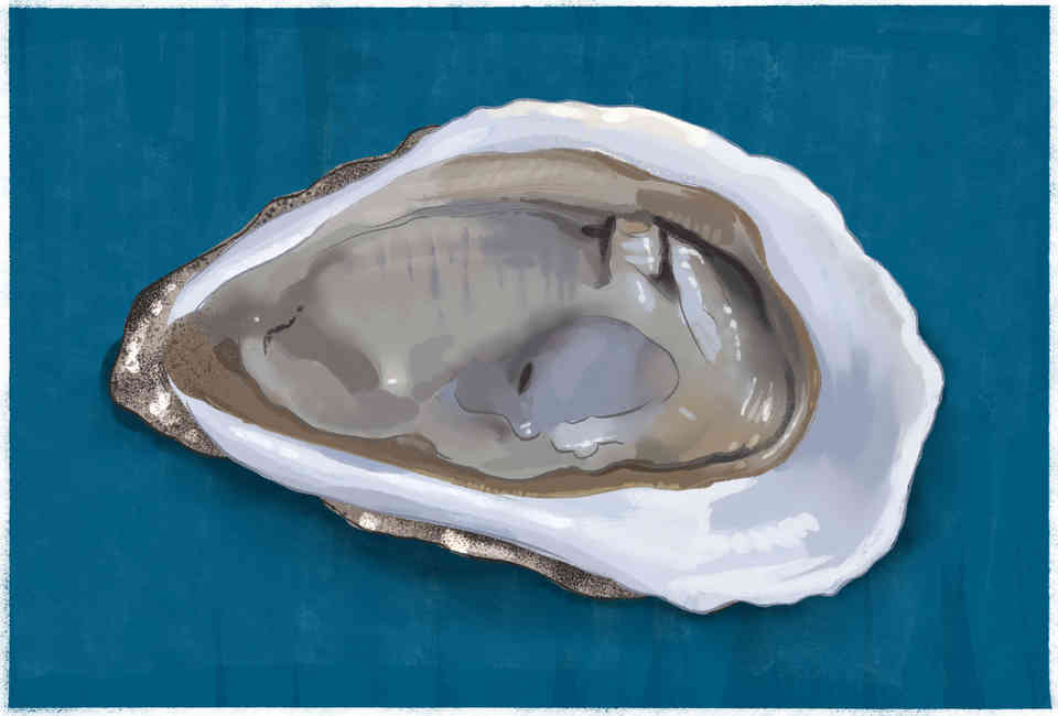 Oyster Identification Chart