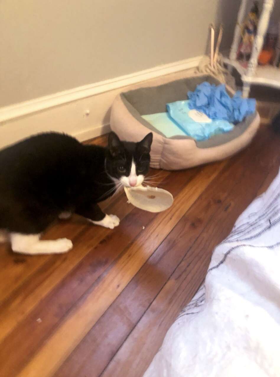 cat steals tortillas