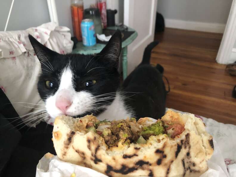 cat steals tortillas