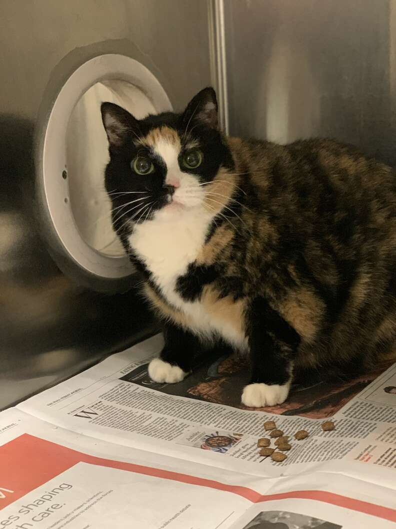 Available Cats - ACCT Philly