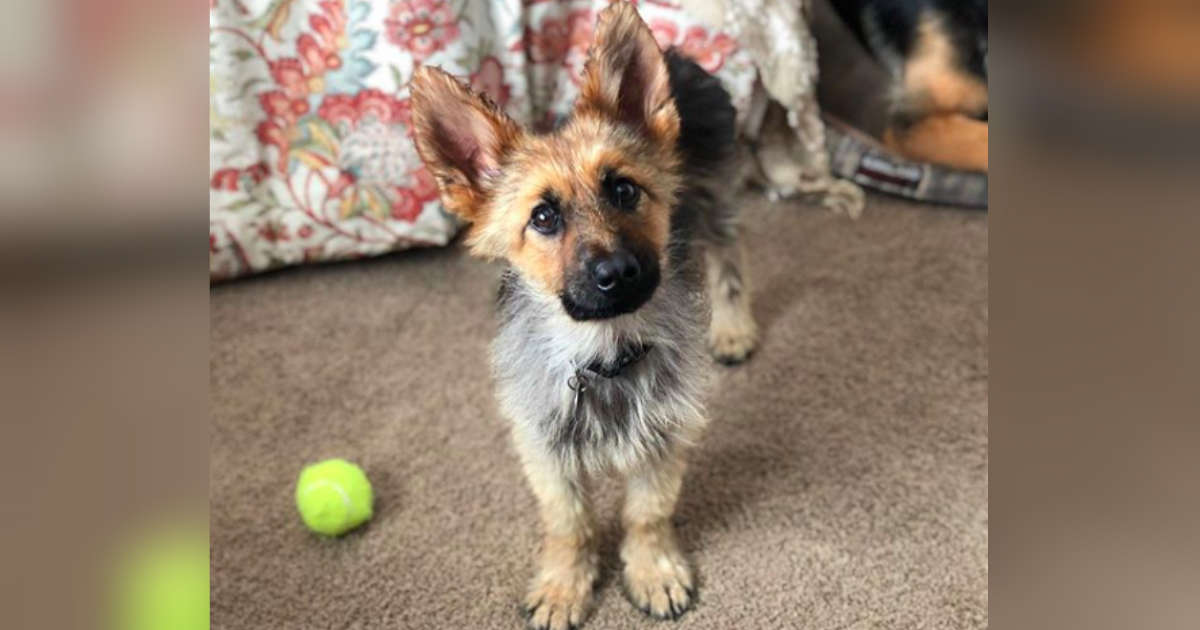 mini german shepherd breed