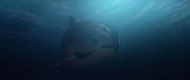 sea of shadows