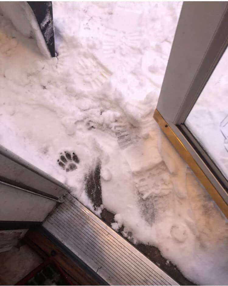 dog refuses to go out in snow