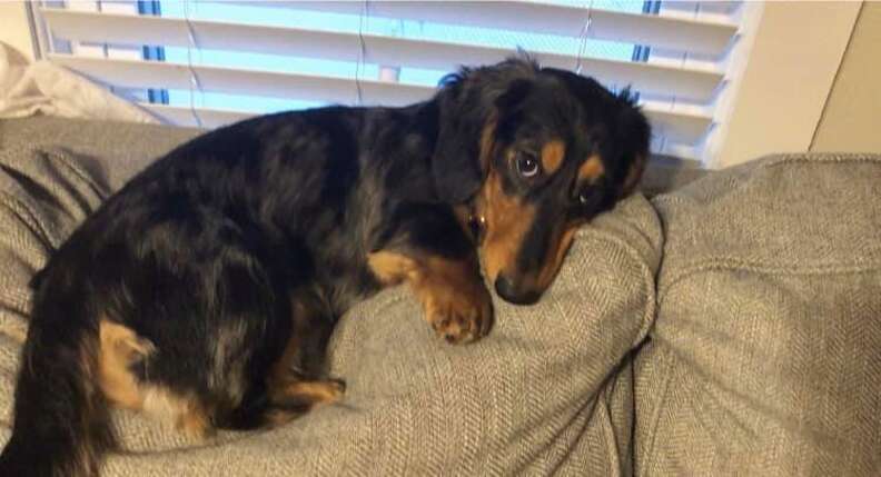 dog refuses to go out in snow