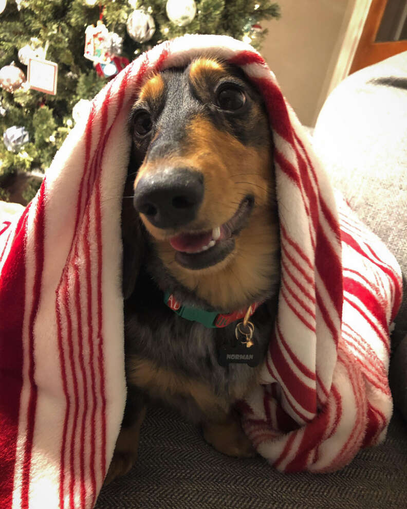 dog refuses to go out in snow