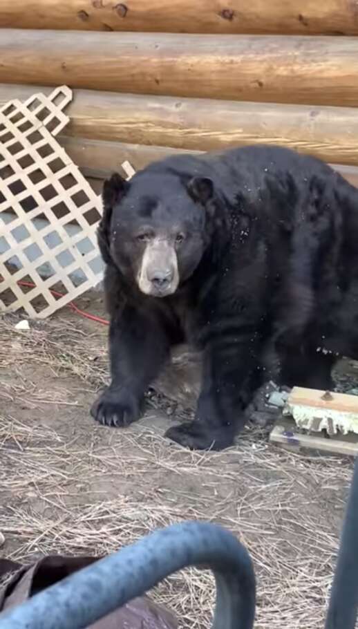 bear under house