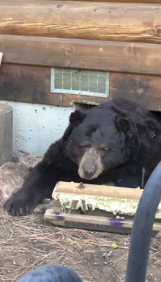 bear under house