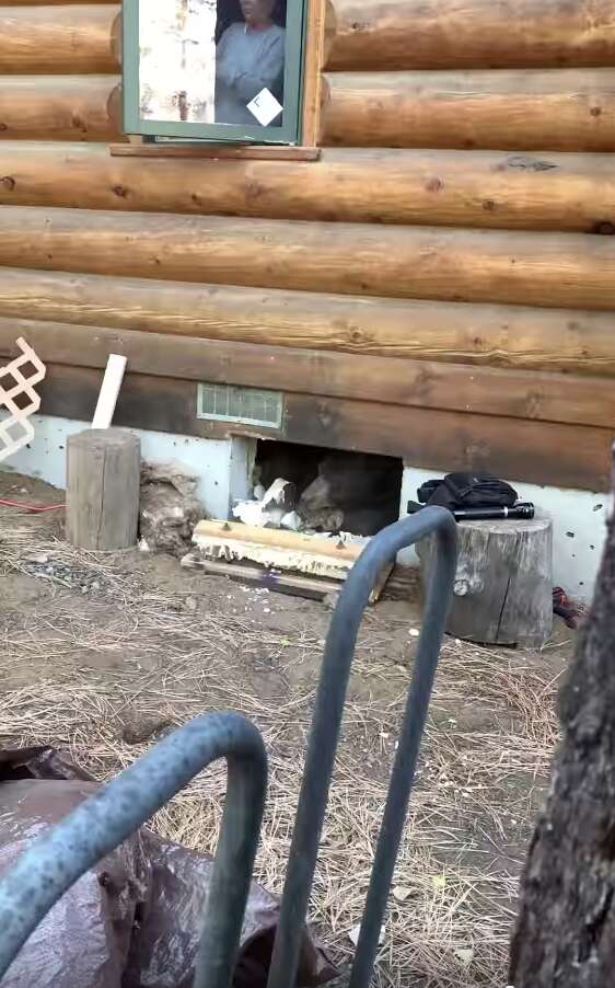 bear under house