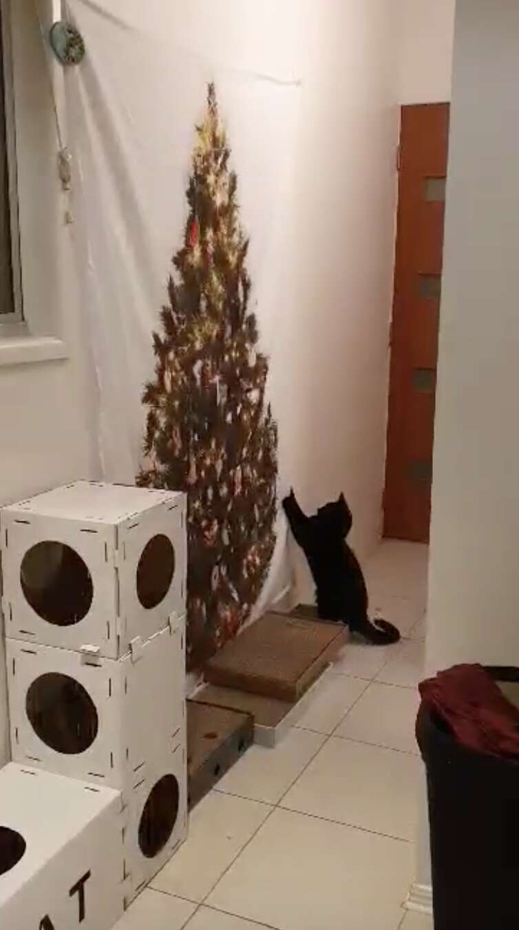 Cat Tries To Knock Down Tree Hanging From Wall The Dodo