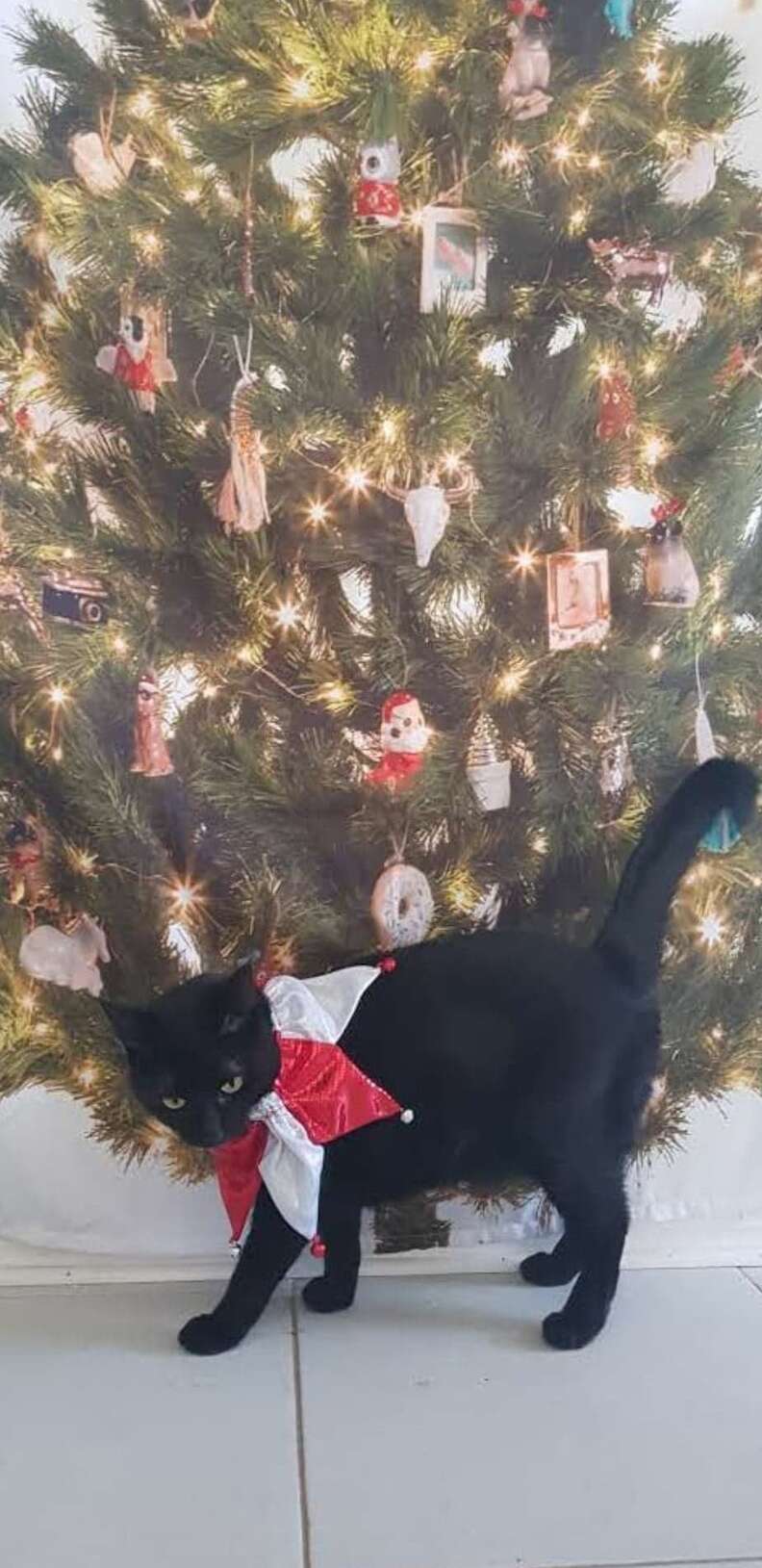 Cats knocking top over christmas trees