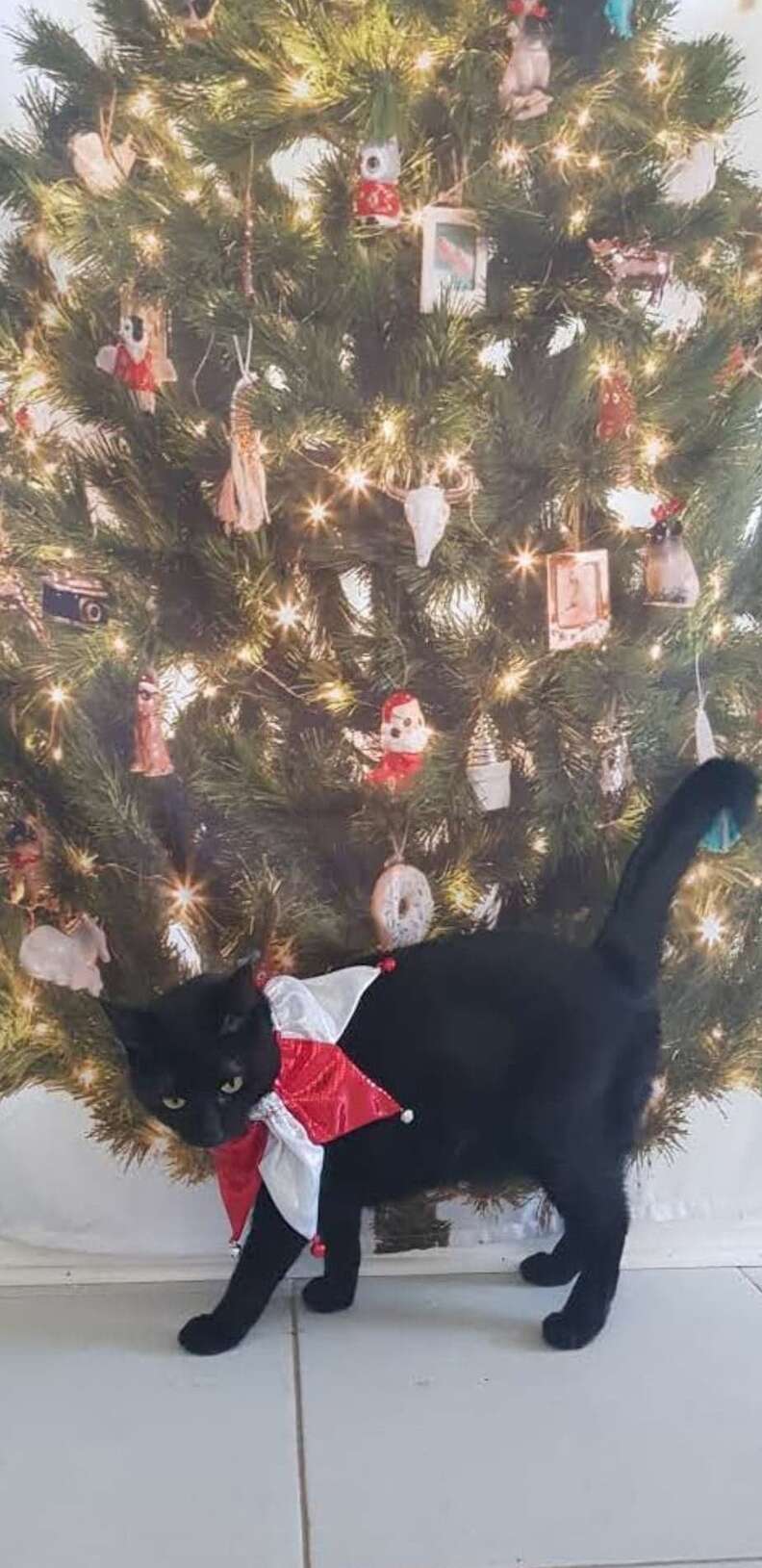 Cats knocking shop over christmas trees