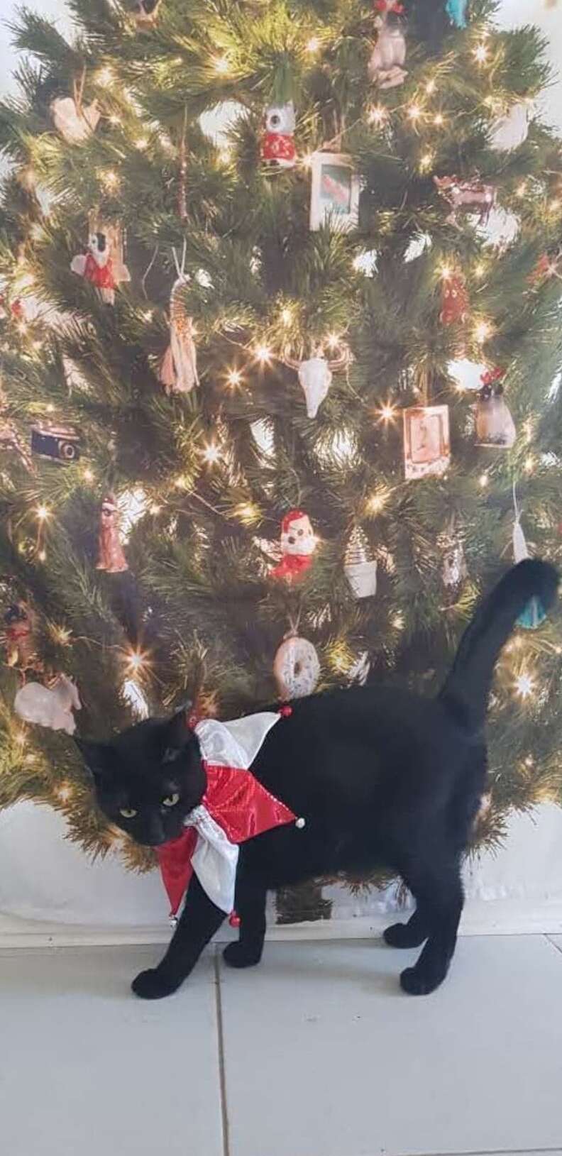 Cat knocks down christmas tree