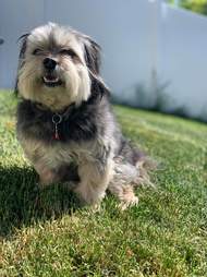 Scamper the dog with his full fluffy coat