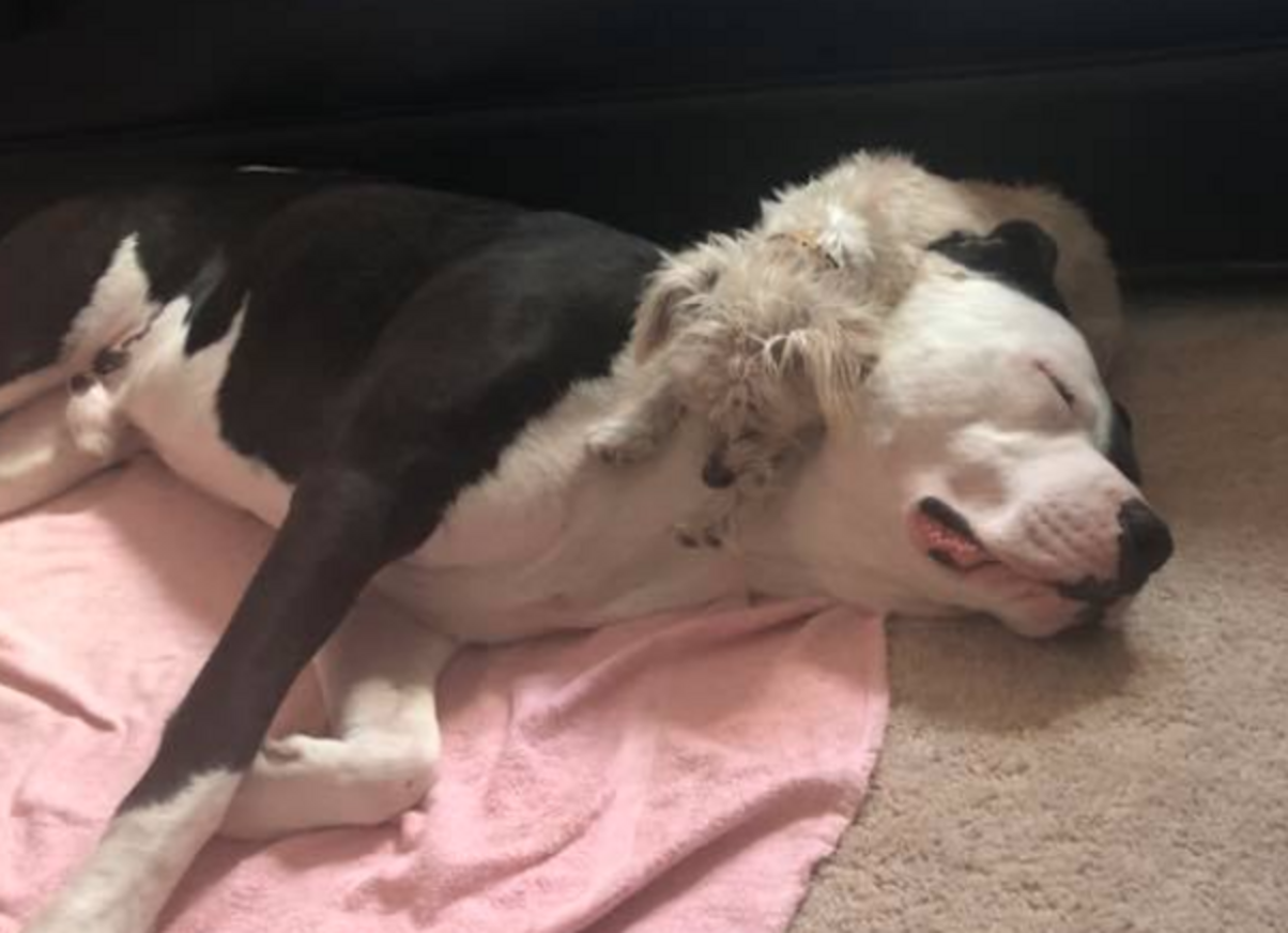 Smart Dog Uses His Tongue To Break Out Of Kennel The Dodo