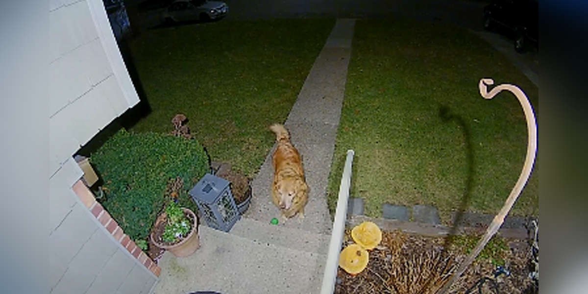 Dog Shows Up At Front Door To Invite His Girlfriend On A Date The Dodo