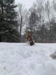 goggles dog