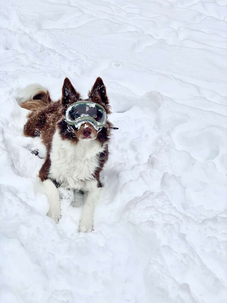 Dog with ski sales goggles