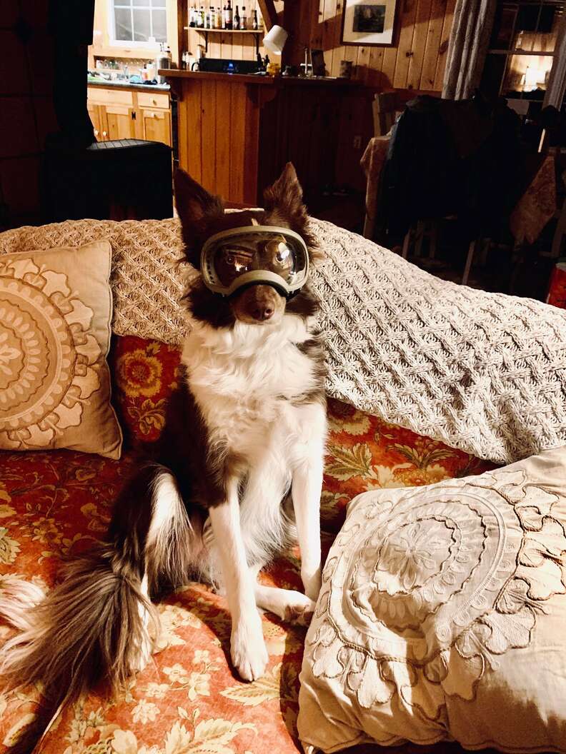 goggles dog