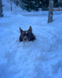 goggles dog