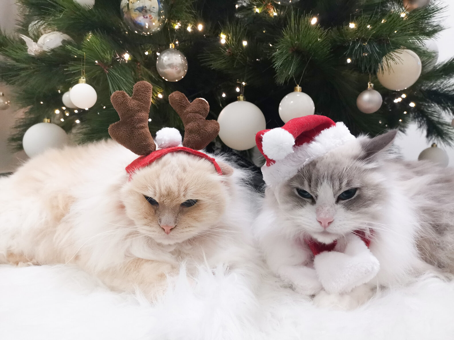 Cat Terrified Of Tangerines The Dodo