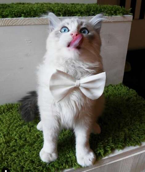 cat afraid of tangerines