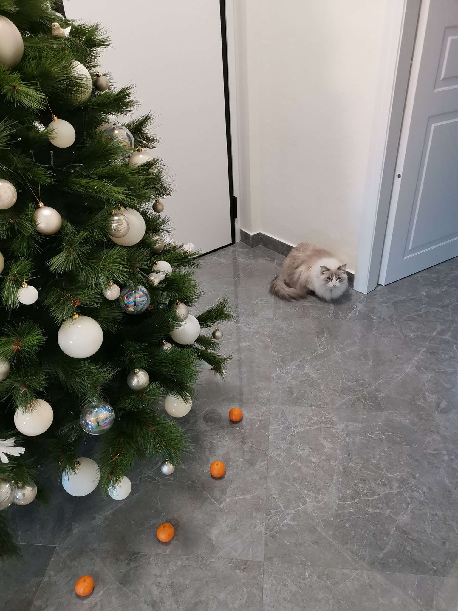cat afraid of tangerines