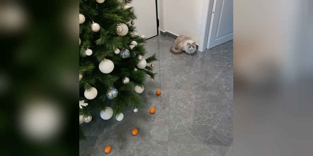 Cat Won't Destroy Christmas Tree Because Of Tangerine 'Force Field'