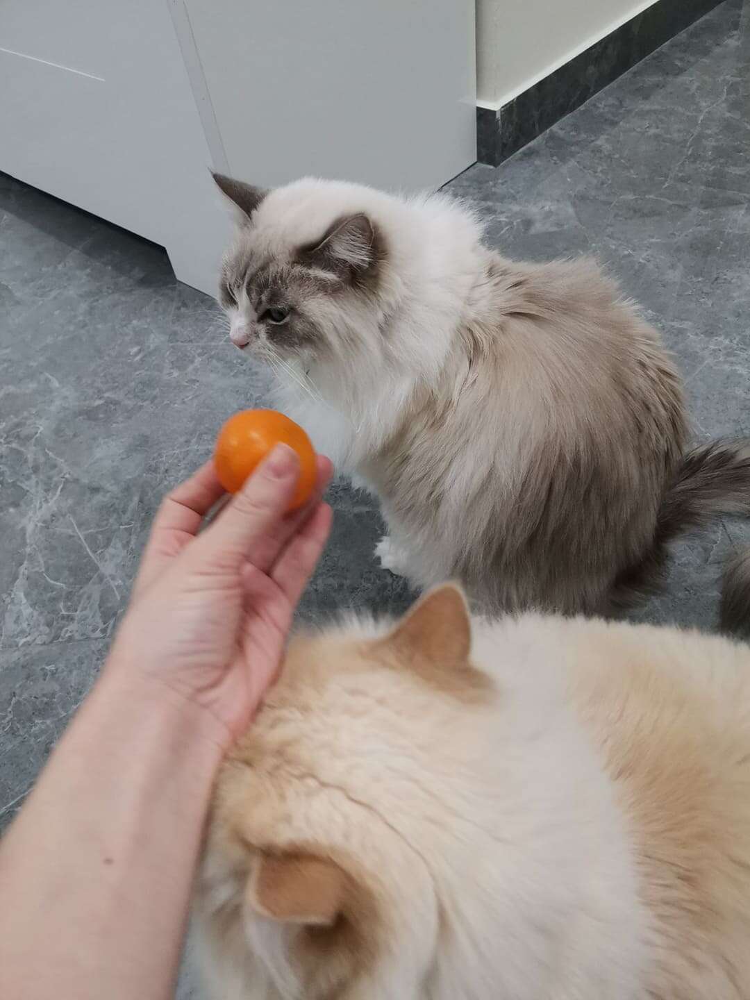 cat afraid of tangerines