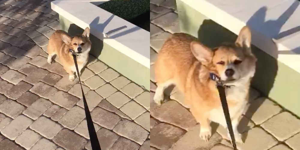 Stubborn Corgi Refuses To Accept That The Park Is Closed