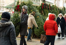 The Best Time to Buy a Christmas Tree in NYC Is Right Now
