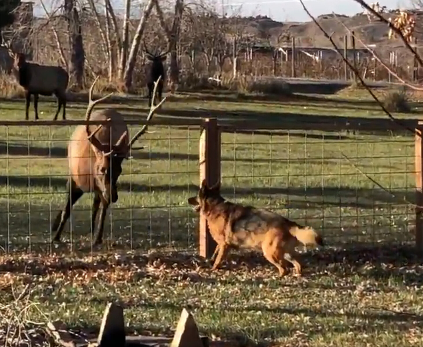 Wild Elk Has Come To Visit His Dog Friend For Years The Dodo