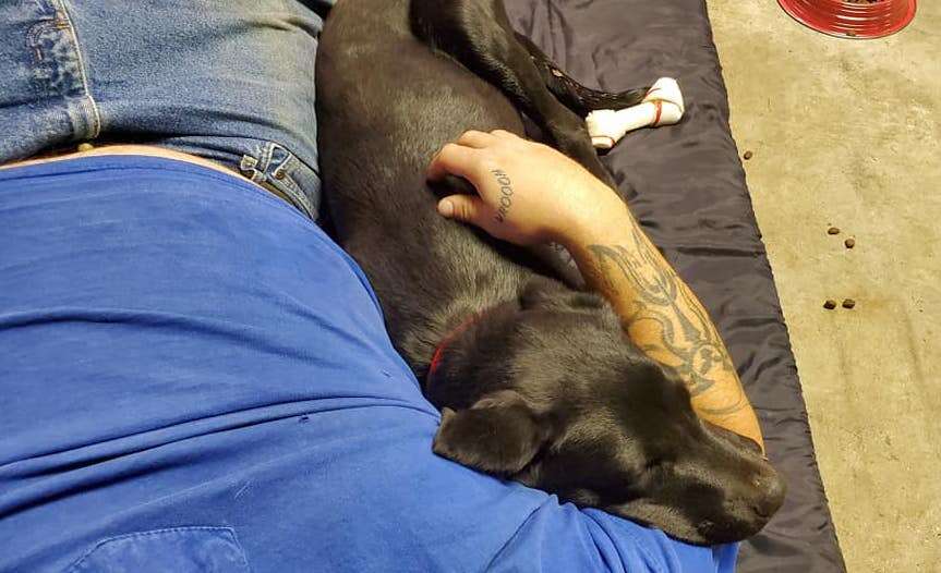 Dumped dog snuggles new dad