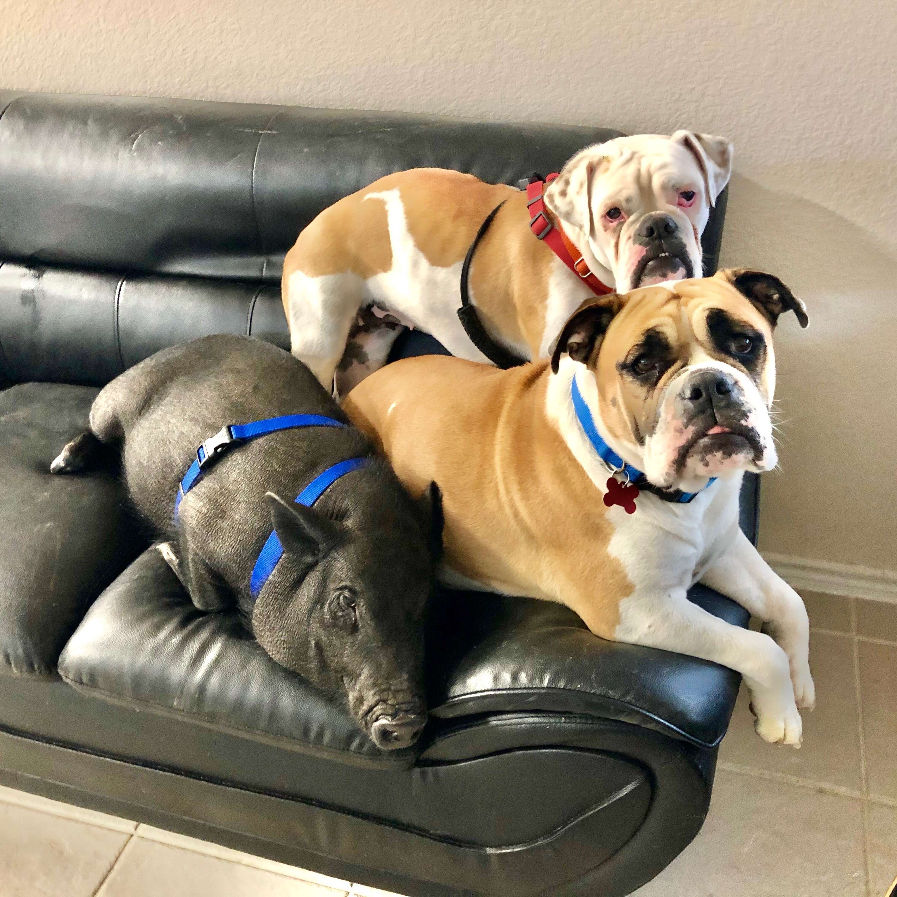 Carlton the pig snuggles his dog siblings