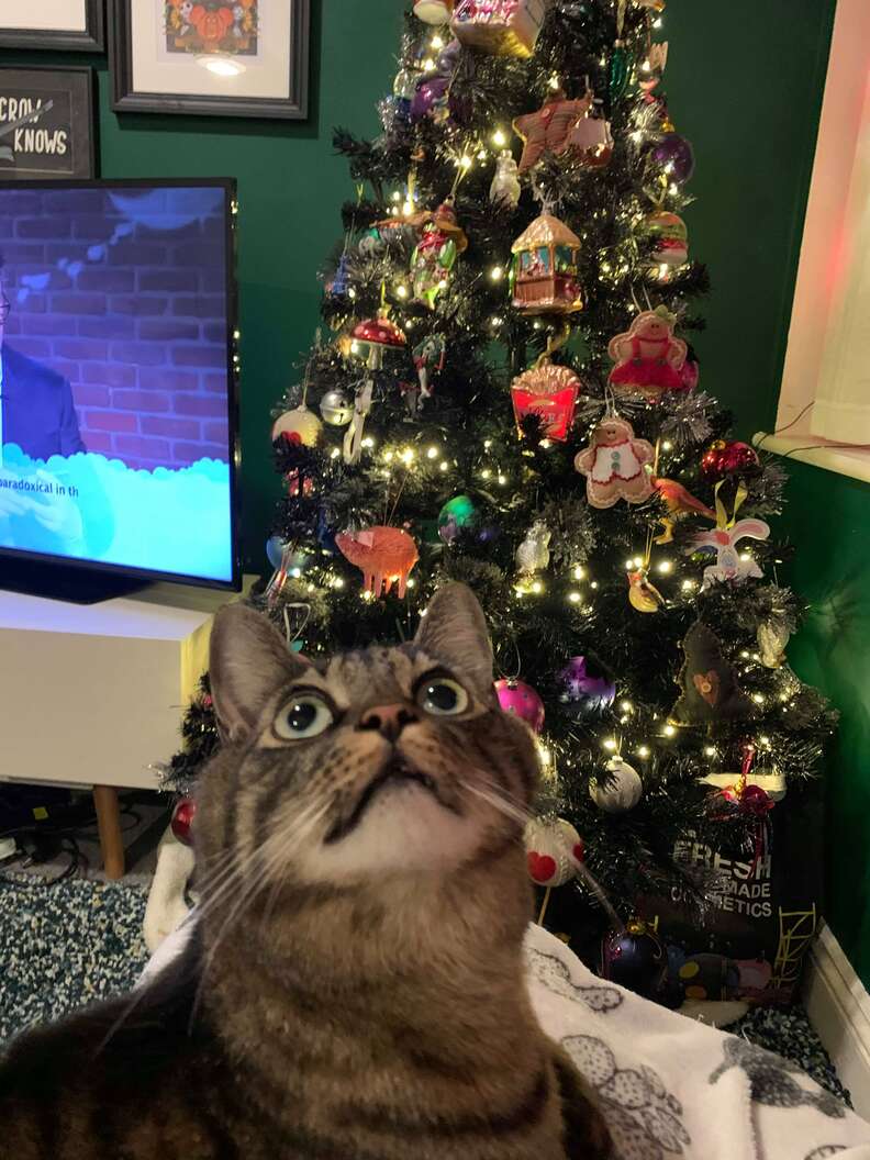 cat in Christmas tree