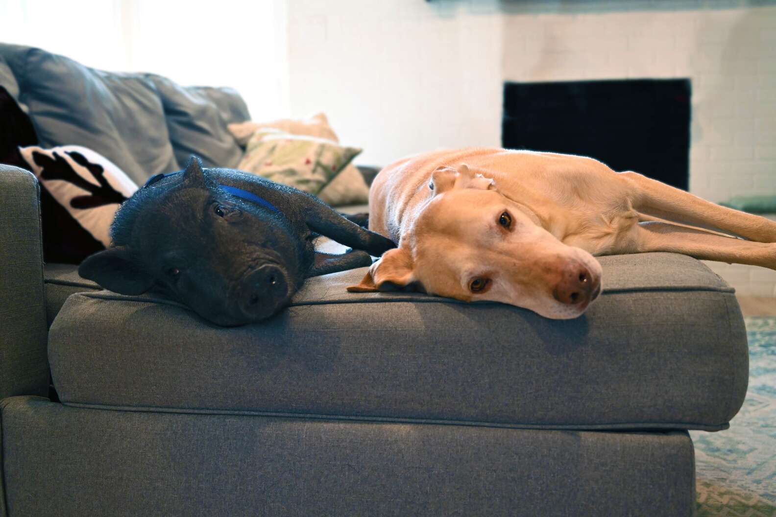 Pig And Dog Friends Meet For A Playdate Every Week - The Dodo