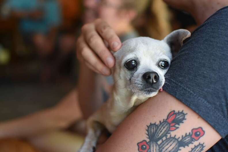 Lowcountry Dog Magazine