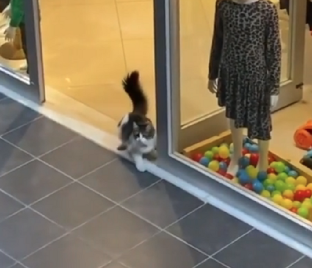 Random Cat Likes What She Sees In Store's Window Display - The Dodo