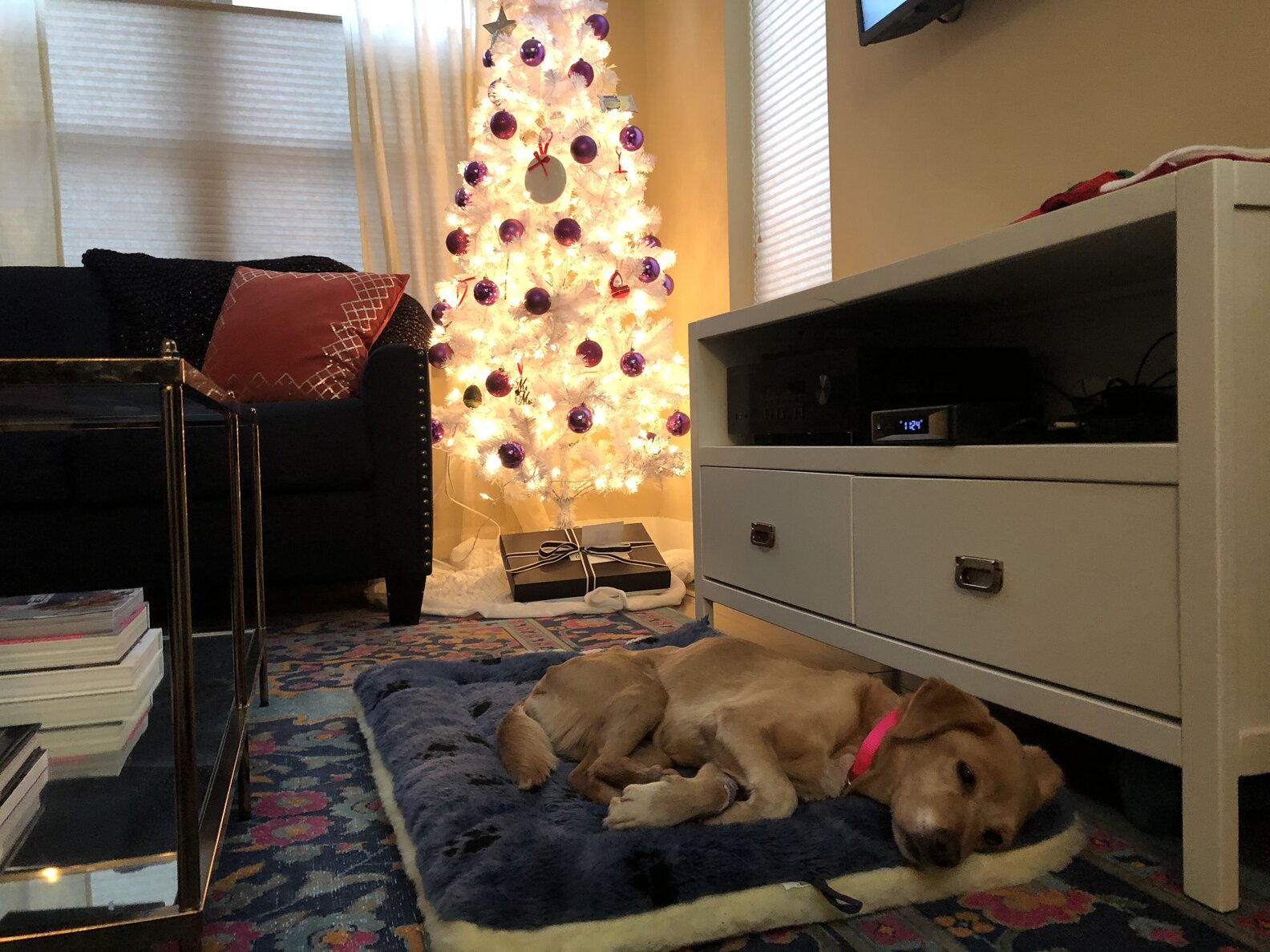 Stray Dog Wanders Into Open Door And Finds A Home - The Dodo