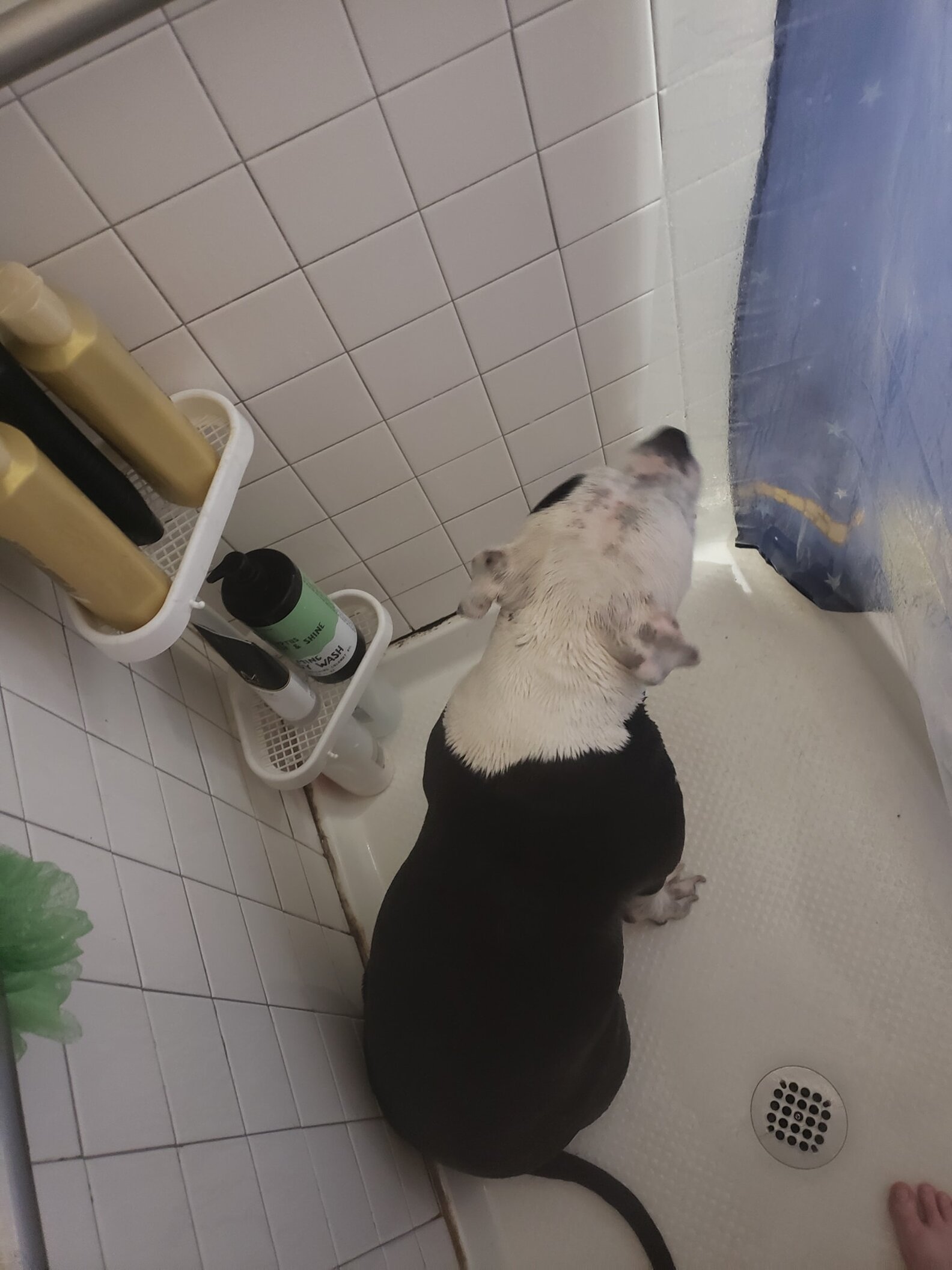 Dog Follows Pregnant Mom Into Shower The Dodo