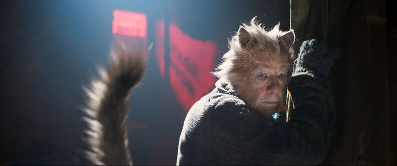 cats