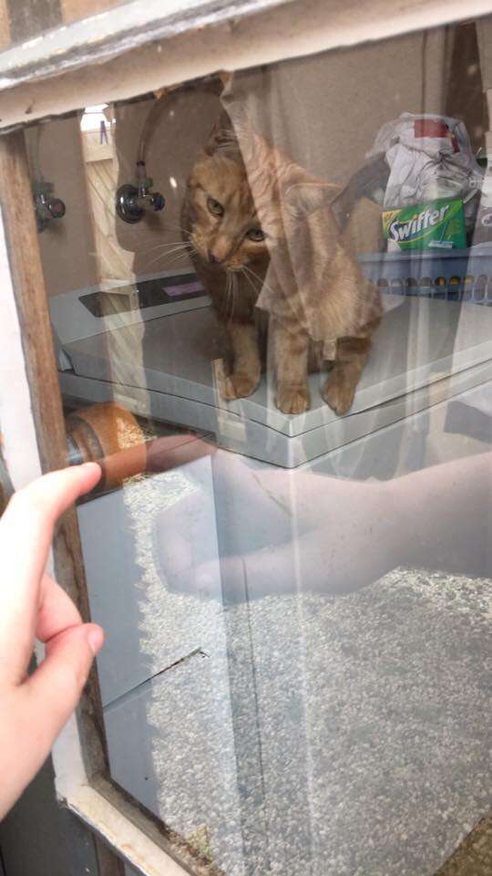 cat opens door