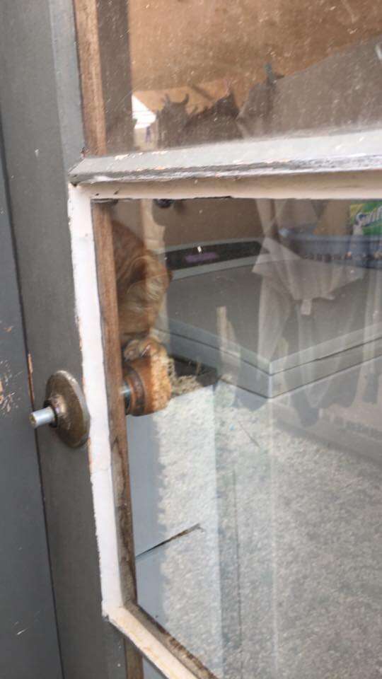 cat opens door