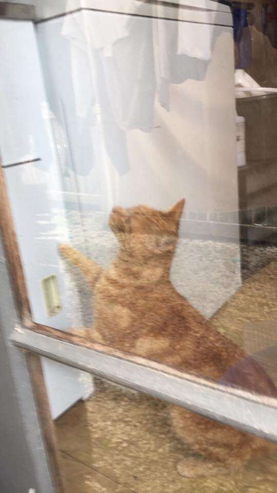 cat opens door