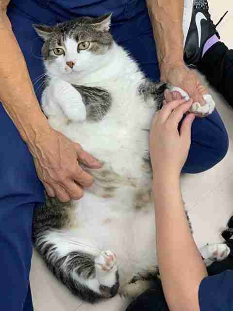 Chonky Cat Is So Chubby People Keep Thinking Hes Pregnant The Dodo