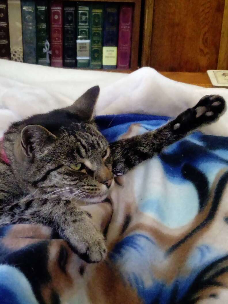 cats cuddle mom after surgery