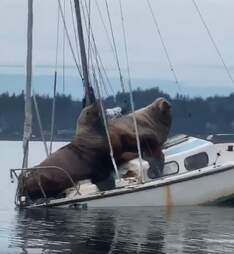 Pair Of Enormous Sea Lions Borrow Someone S Boat The Dodo
