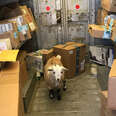 Friendly Goats Surprise UPS Driver During Holiday Rush