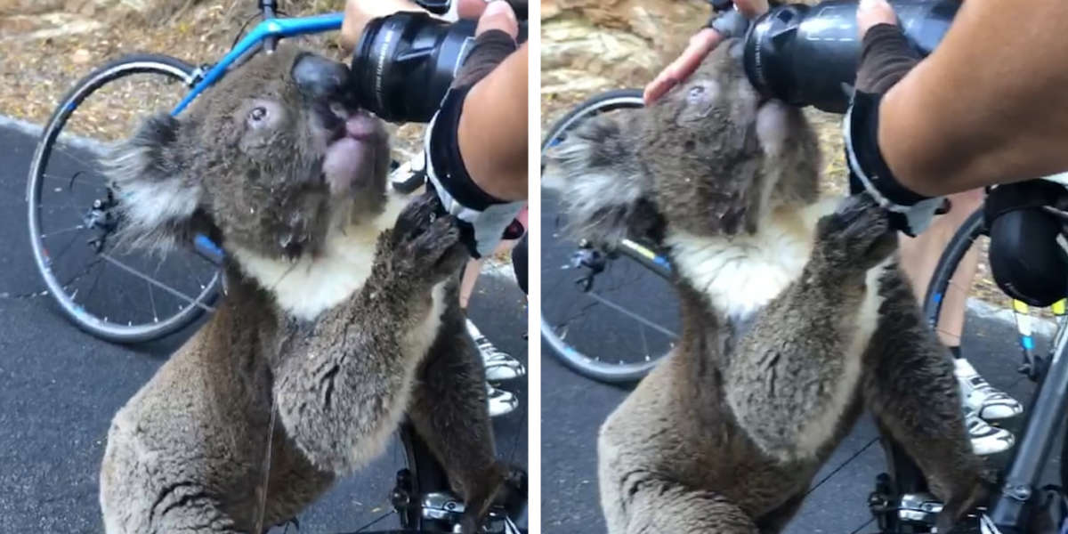 Thirsty Koala Approaches Cyclists For A Drink Of Water The Dodo