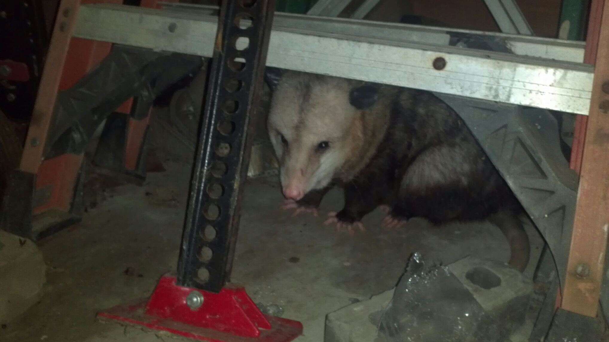 Hank the possum hangs out in a garage